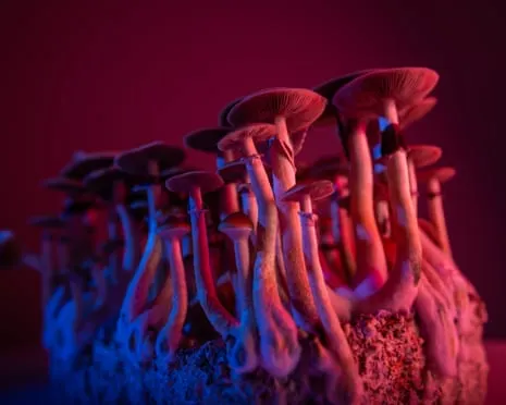About Psychedelics by Justin Smith-Ruiu: A Philosophical Journey into Mind-Altering Compounds